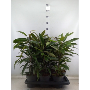 Ficus binn. 'Amstel King'
