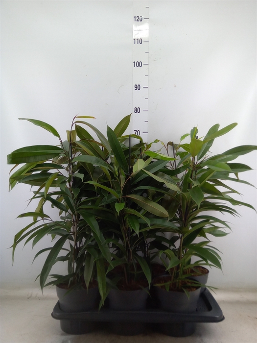 <h4>Ficus binn. 'Amstel King'</h4>