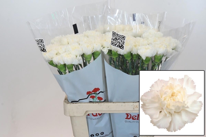 <h4>DI ST HOLLY</h4>