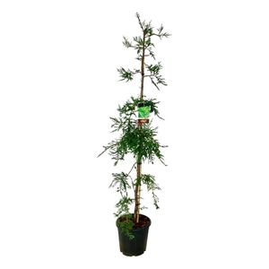 Sequoia s. 'Illa Martin'