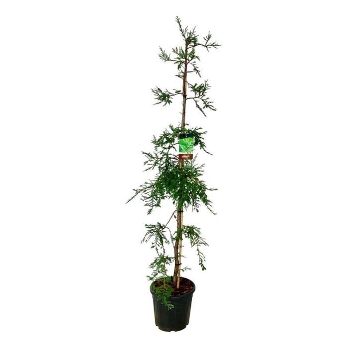 <h4>Sequoia s. 'Illa Martin'</h4>