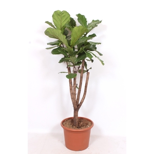 Ficus lyrata stam vertakt