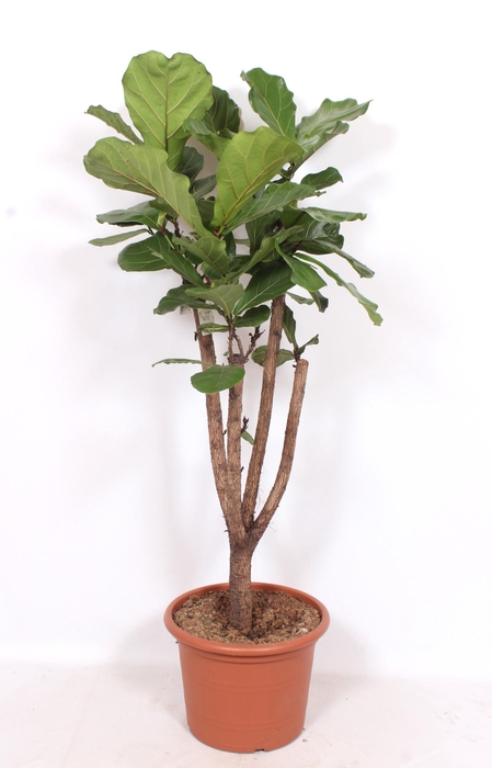 <h4>Ficus lyrata stam vertakt</h4>