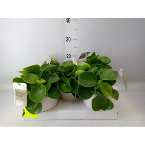Peperomia obt. 'Green Gold'