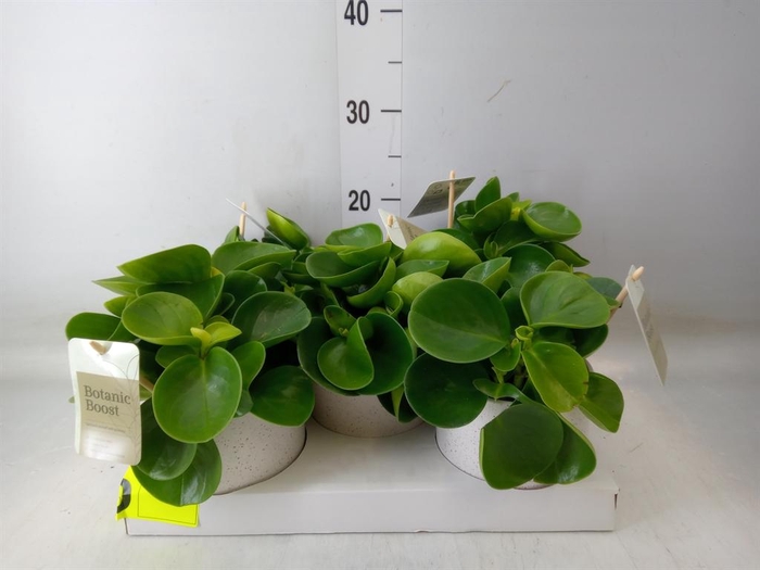 <h4>Peperomia obt. 'Green Gold'</h4>