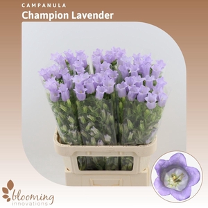 Campanula Champion Lavender