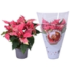 Euphorbia Glitter roze/wit jolly Xmas hoes