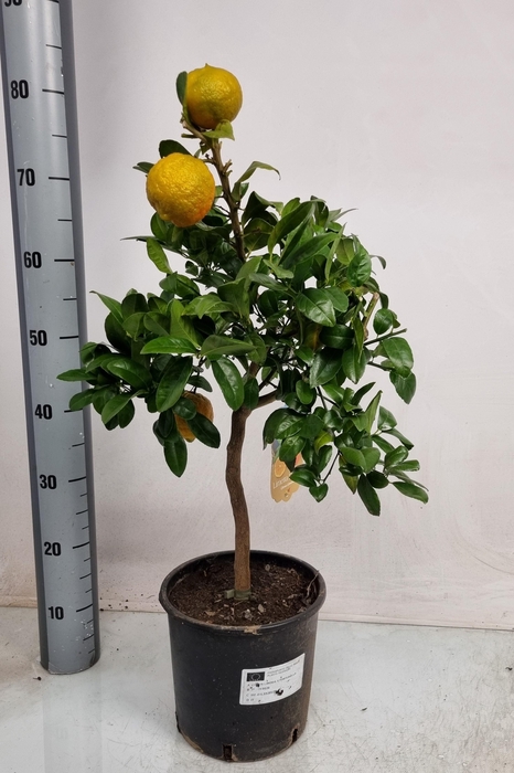 <h4>CITR LIMETTA</h4>