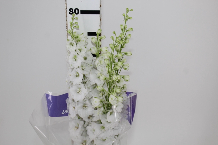<h4>DELPHINIUM AURORA WHITE</h4>