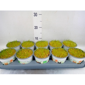 Hordeum sp.   ...kattegras zaai