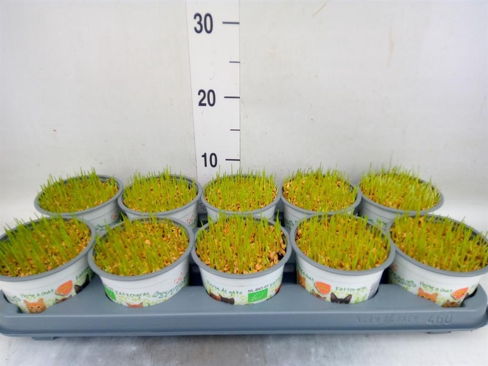 <h4>Hordeum sp.   ...kattegras zaai</h4>