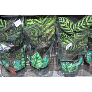 CALATHEA MAKOYAMA P17