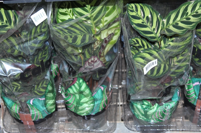 <h4>CALATHEA MAKOYAMA P17</h4>