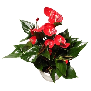 Anthurium XL.49 Arisa Sprite 23cm