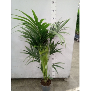Howea forsteriana