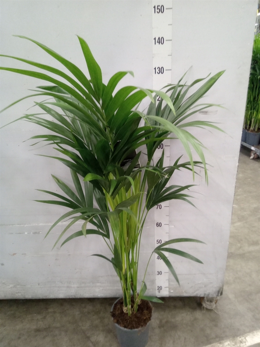 <h4>Howea forsteriana</h4>