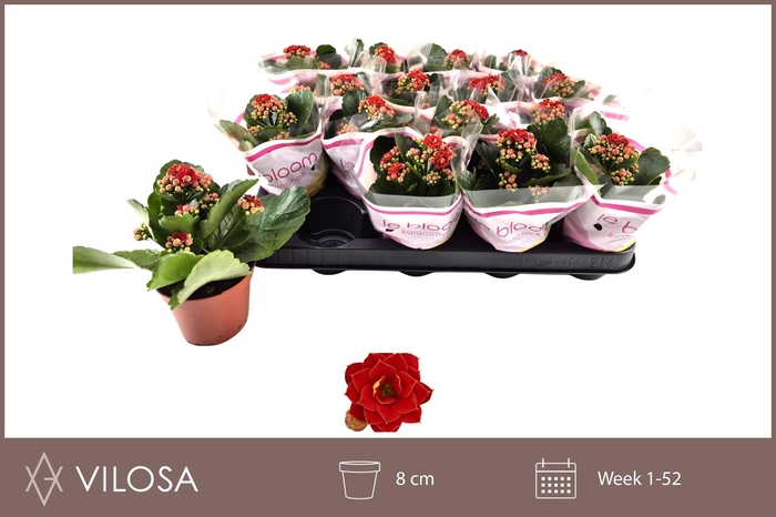 arr8 Kal Ge Rubio Red