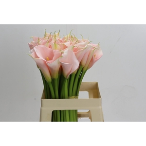 Zantedeschia Eydolls Salmon