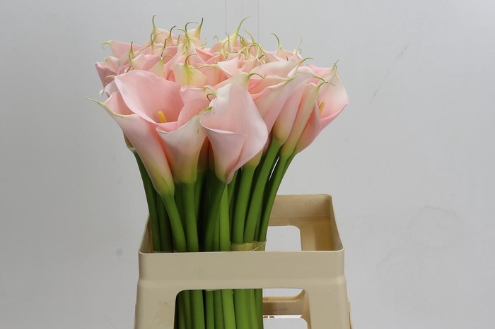 Zantedeschia Eydolls Salmon