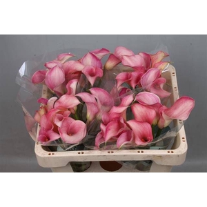 Calla Blushing Lady