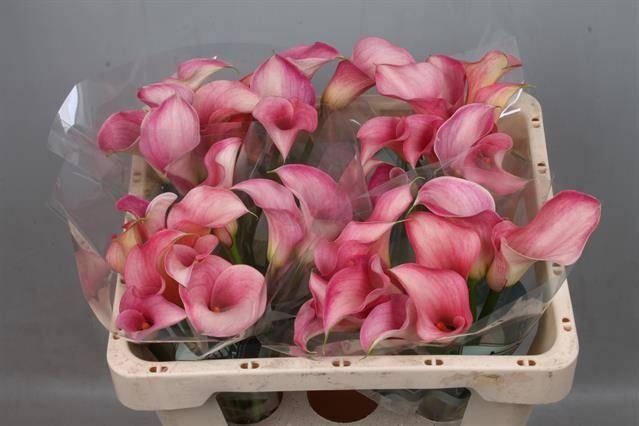 <h4>Calla Blushing Lady</h4>
