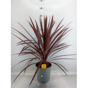 Cordyline austr. 'Red Star'