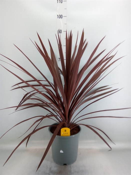 <h4>Cordyline austr. 'Red Star'</h4>