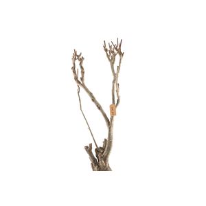 Syringa Branch Extra Patinir