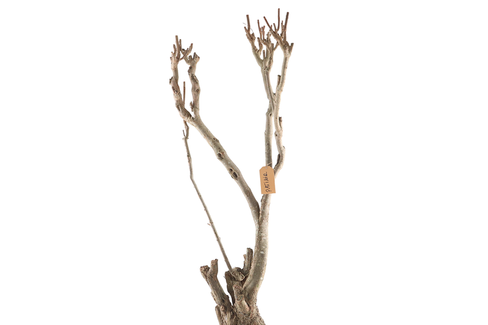 <h4>Syringa Branch Extra Patinir</h4>