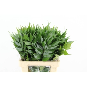 HOLLY FERN