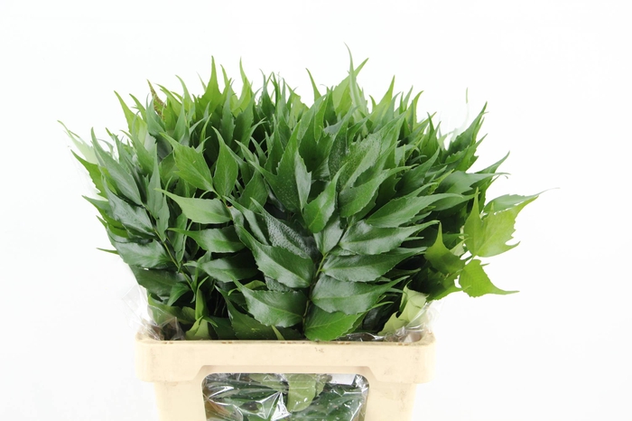 <h4>HOLLY FERN</h4>
