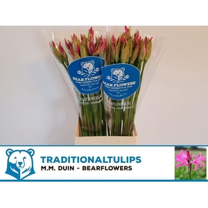 NERINE FAVOURITE