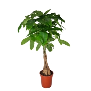 pachira Aquatica 19 cm 50 hout