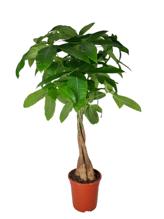 <h4>pachira Aquatica 19 cm 50 hout</h4>