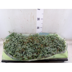 Pilea glaucophylla 'Greyzy'