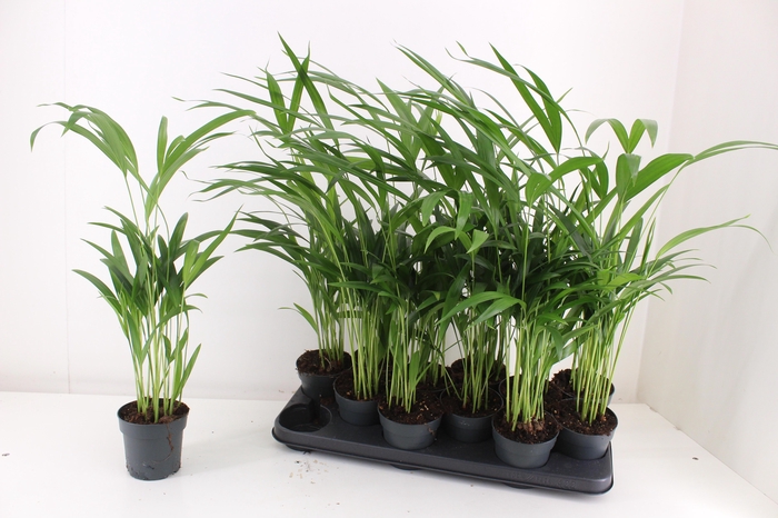 <h4>DYPSIS LUTESCENS</h4>