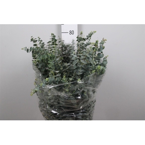 Euc Baby Blue Per Bunch 400 Gram