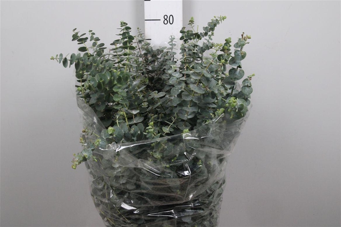 <h4>Euc Baby Blue Per Bunch 400 Gram</h4>