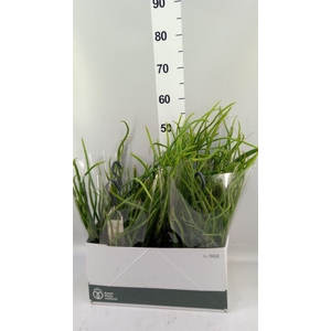 Rhipsalis   ...