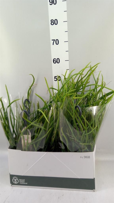 <h4>Rhipsalis   ...</h4>