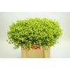 Alchemilla M Robustica
