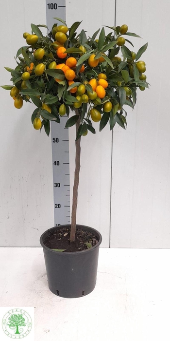 <h4>CITR MARGARITA</h4>