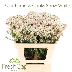 Ozothamnus Cooks Snow White