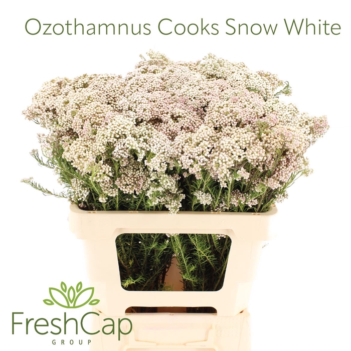 <h4>Ozothamnus Cooks Snow White</h4>
