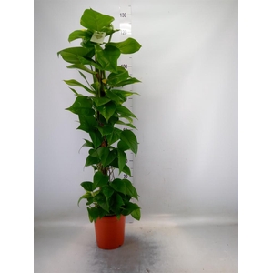 Epipremnum pinn.   ...moss stick