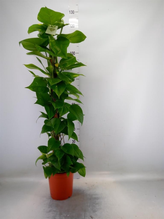 <h4>Epipremnum pinn.   ...moss stick</h4>