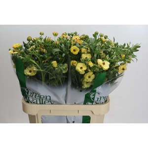 Ranunculus Magical Caramel