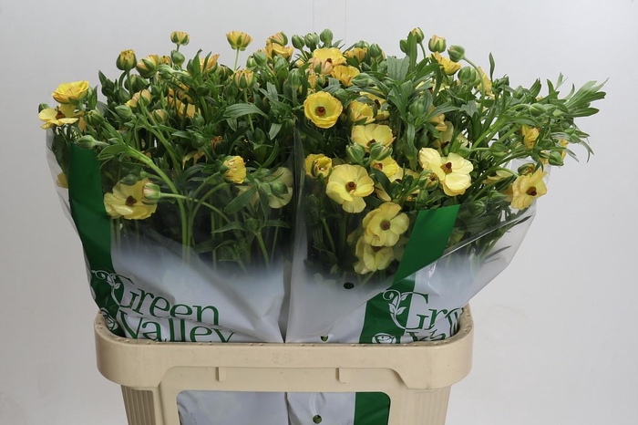 <h4>Ranunculus Magical Caramel</h4>