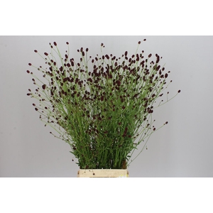 Sanguisorba Off Dark