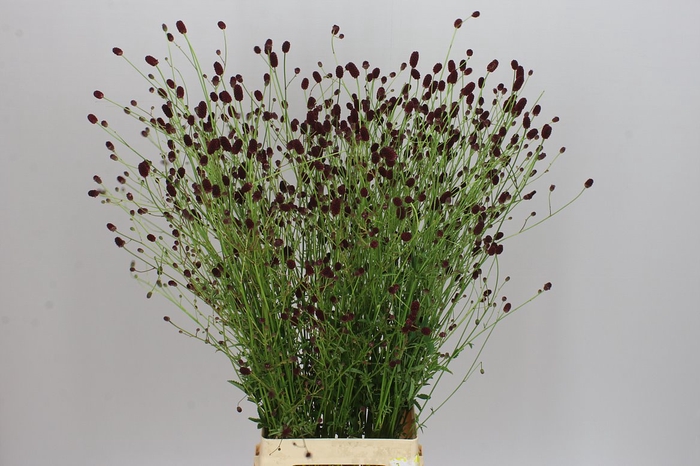 <h4>Sanguisorba Off Dark</h4>